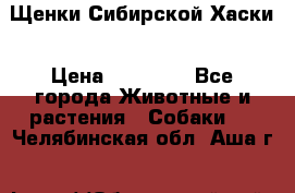 Щенки Сибирской Хаски › Цена ­ 20 000 - Все города Животные и растения » Собаки   . Челябинская обл.,Аша г.